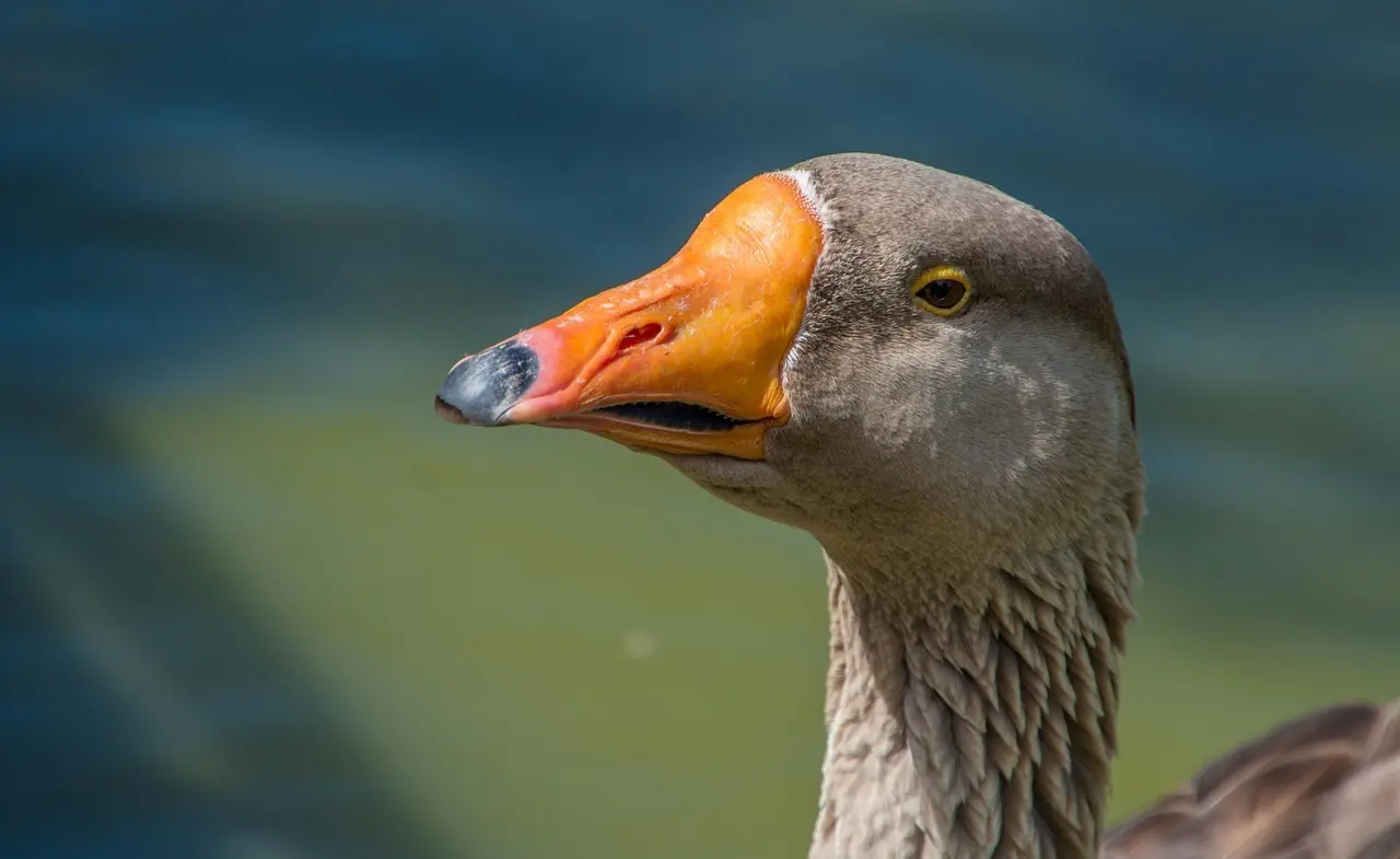 15 regionale retter at prøve på en roadtrip i Frankrig