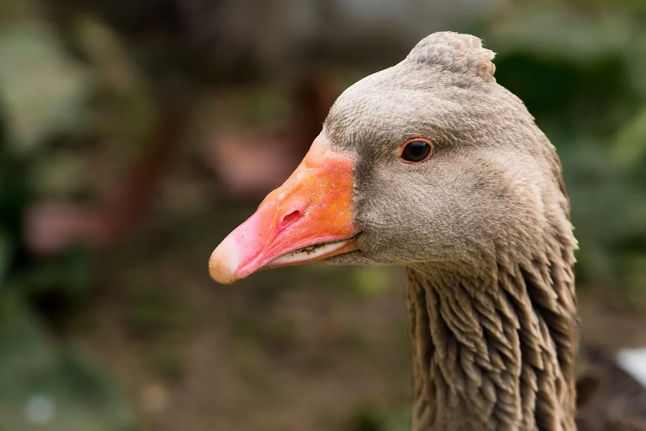 Sådan bestiller du bord til cassoulet i Toulouse