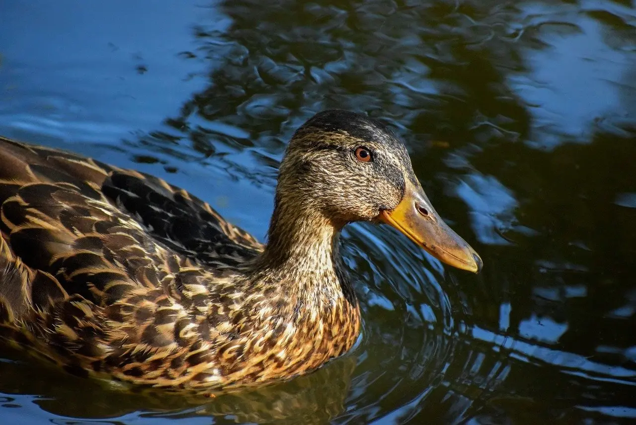 Idealist i Krydsord Svar