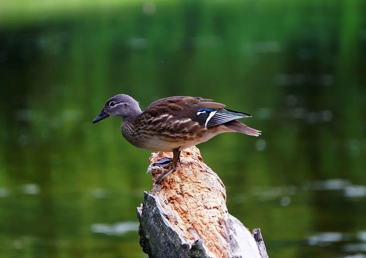 Krydsord Svar for Oplæg