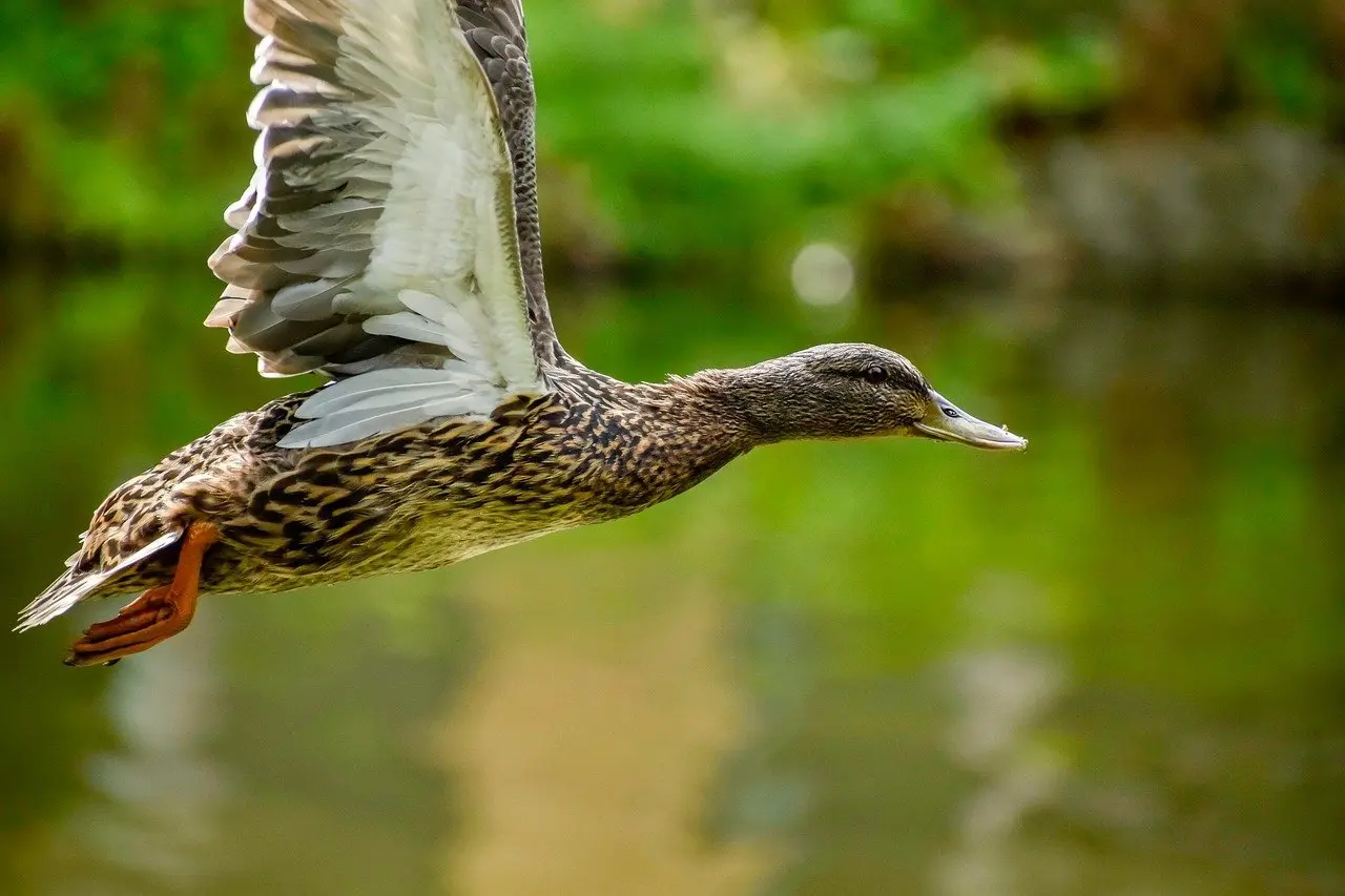 Løsning til Suffiks krydsord